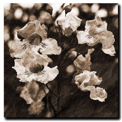 IMG_4979 Flowers