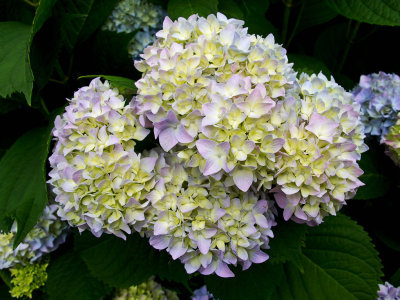 CR2_0949 Flowers