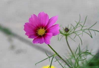 IMG_5026 Pink