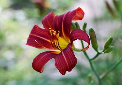IMG_5164 Lilly ...