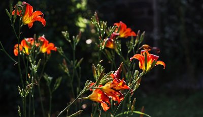 IMG_5176 Lillies