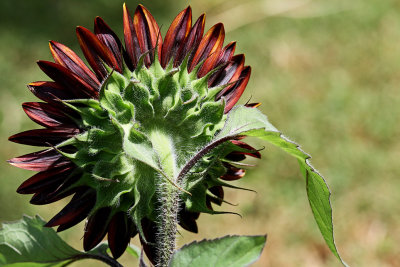 IMG_5257 Sunflower