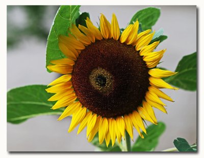 IMG_5294 Sunflower