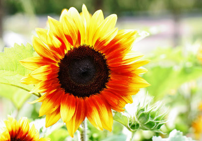 IMG_7983 Sunflower