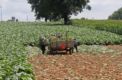 IMG_5508 Harvesting Tobacco