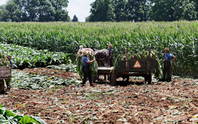 IMG_5500 Harvesting Tobacco