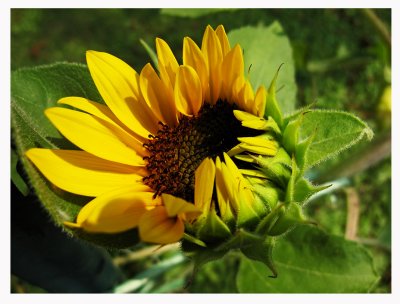 IMG_5483 Little sunflower