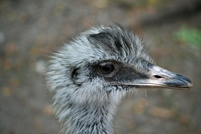 IMG_8302 Ostrich *
