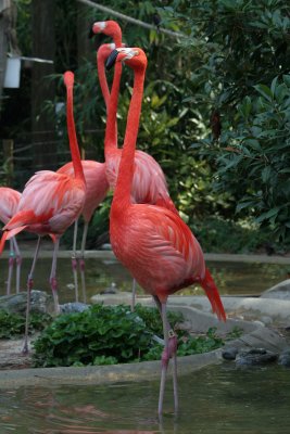 IMG_8245 Pink  *