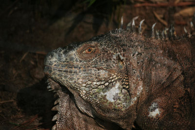IMG_8253 Iguana  **
