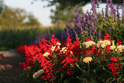 IMG_8491 Row of Salvia and Marigolds