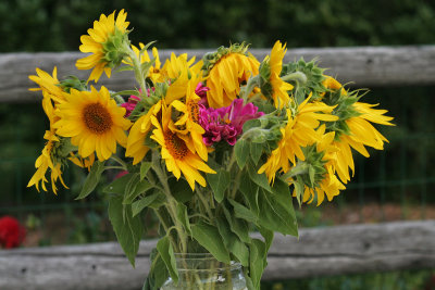 IMG_8471 Sunflower arrangement