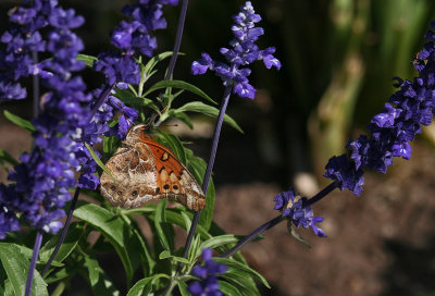 IMG_8452_Little butterfly