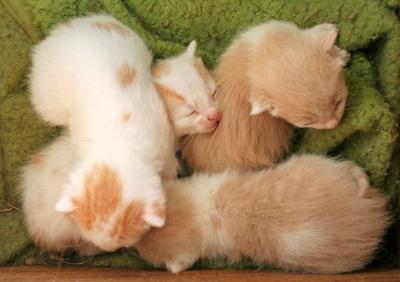 Parmy kittens at a little over two weeks later