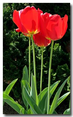 Tulips