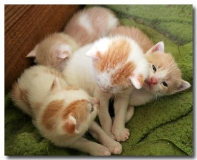 Kittens at over three weeks old