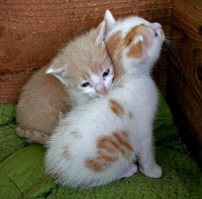 Parmy' kittens at 5 weeks old