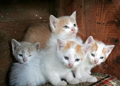 Well almost a group kitty portrait ...