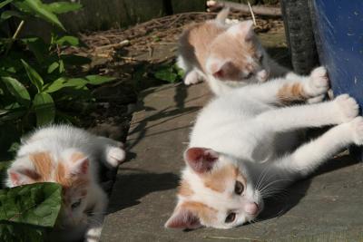 Snowball  & Winterstone & Sunshine