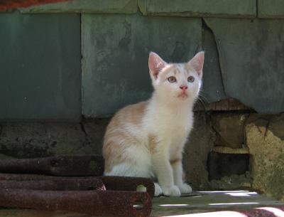 Kitten