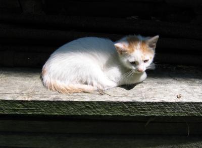 Kitten