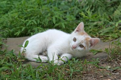Snowball