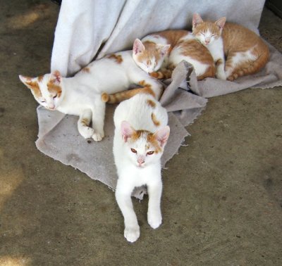 Kittens