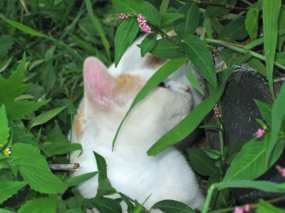 Hiding