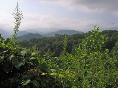 Early morning look to the Smokey Mountains *