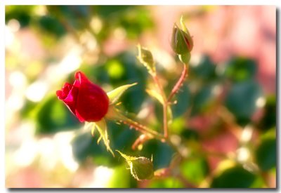 IMG_6321_The rose