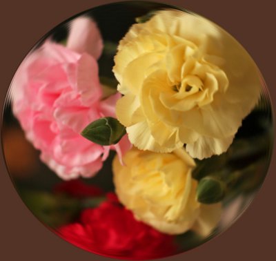 IMG_0701_CircleGlobe of carnations