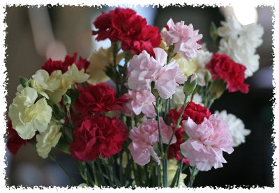 IMG_0825_Valentines Roses