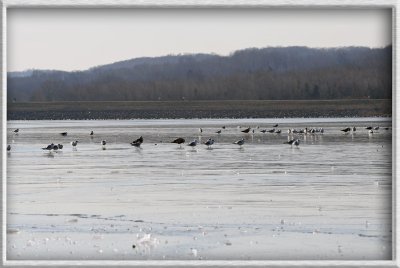 IMG_0889_Birds on ice