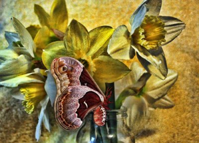 Silk Moth and Daffodils