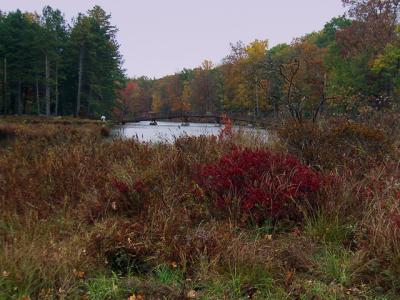 Burgundy Brush