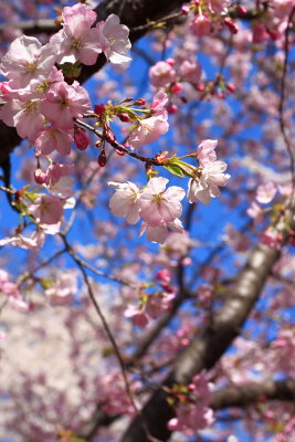 Cheery Blossom, Washington DC