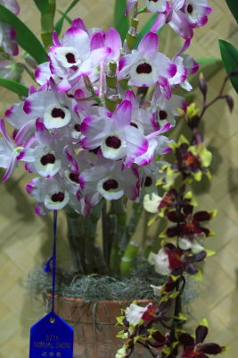 IMG_8589.JPG