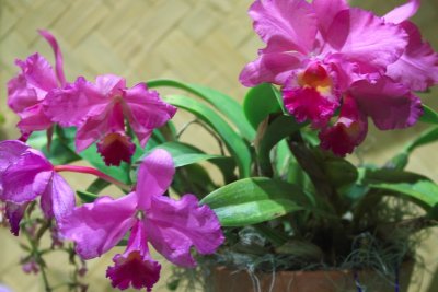 IMG_8590.JPG