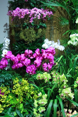 Orchid Show, DC