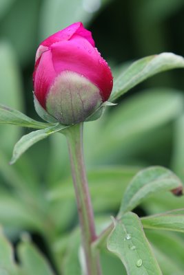 Royal Botanic Garden Edinburgh