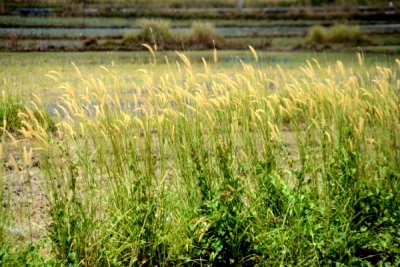 DSC_0147.jpg