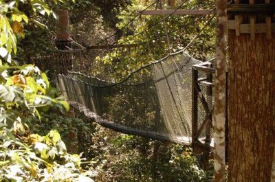 Canopy Walk