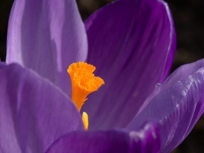 Garden Hellebore and Crocus