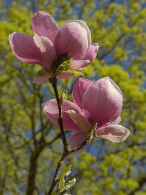 2011-04-06_9118{Qcl}.jpg