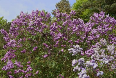 2011-04-27_9626.jpg