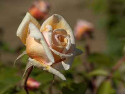2011-06-04_0062.jpg