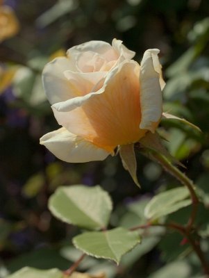 2011-06-04_0064.jpg