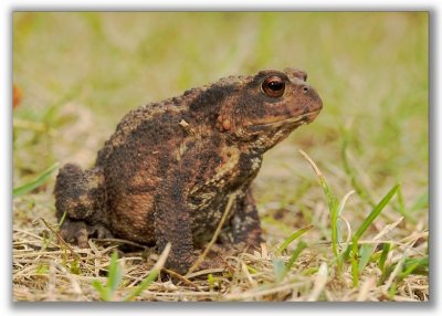 A Common Toad