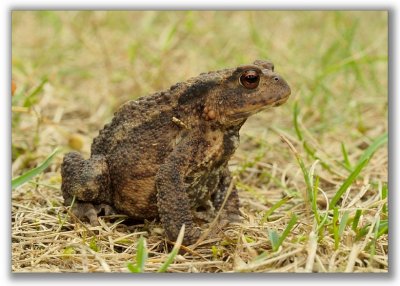 A Common Toad