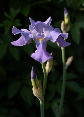 An Iris in Late Afternoon Sunlight